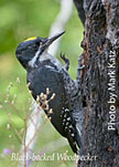 black backed woodpecker photo