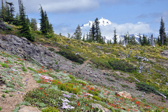 bachelor mountain trail graphic