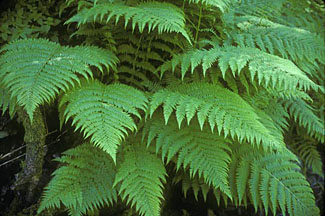 athyrium felix femina graphic