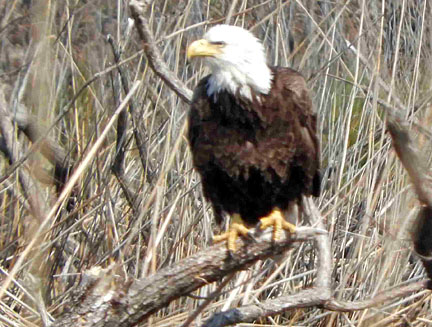 bald eagle 2 graphic