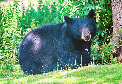 bear 1 graphic