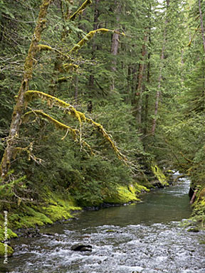 britenbush oldgrowth
              