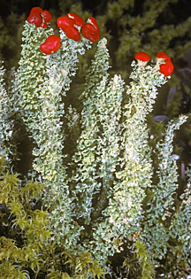 cladonia bellidiflora graphic