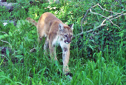 cougar 1 graphic