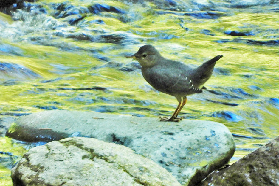 dipper graphic