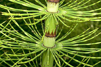 equisetum graphic