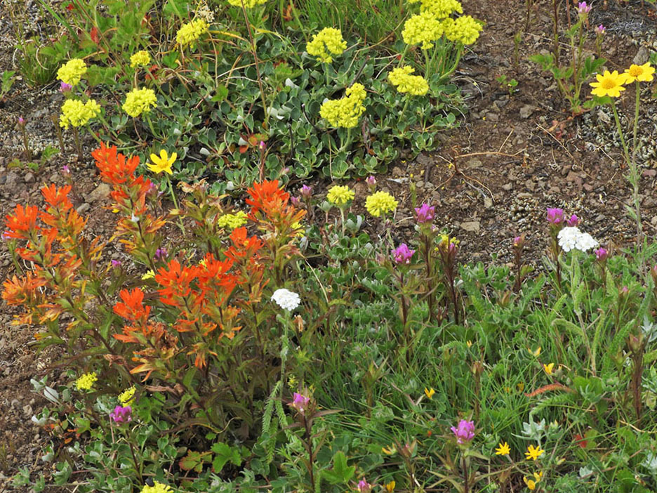 flowers graphic