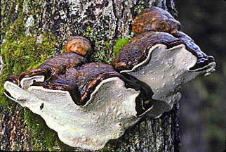 ganoderma applanatum graphic