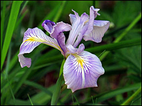 iris graphic