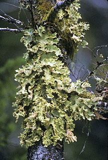 lobaria oregana graphic