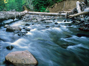 middle santiam river flowing graphic