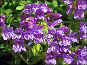 penstemon graphic