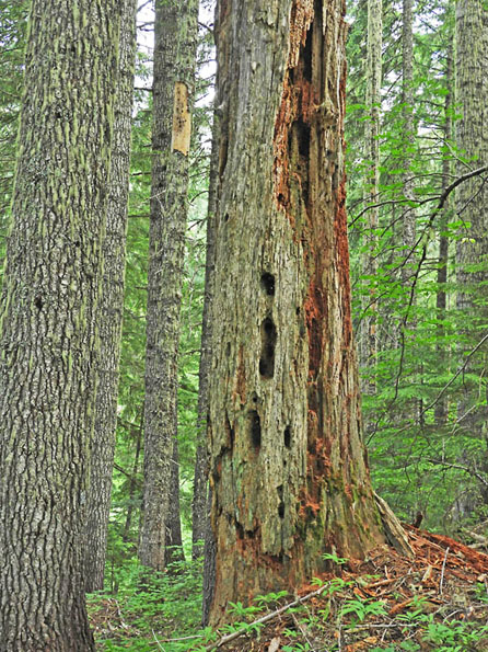 pileated holes graphic