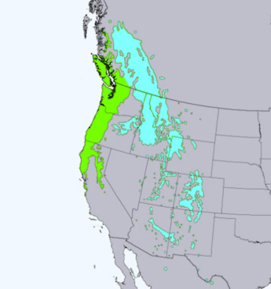 Douglas-fir tree