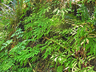 santiam ferns graphic