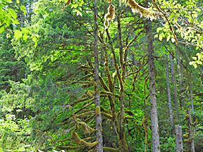 santiam old growth graphic