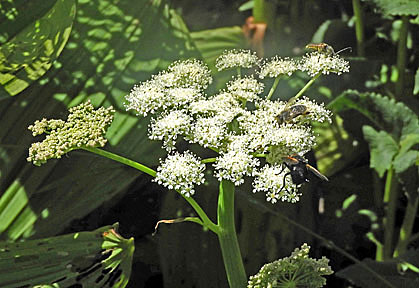tombstone flower 2 graphic