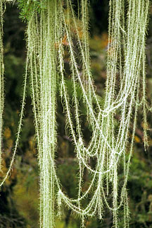 usnea longissima graphic